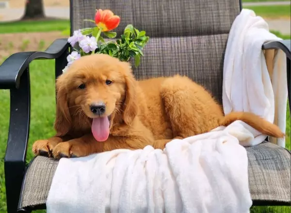 Golden Retriever - Reina