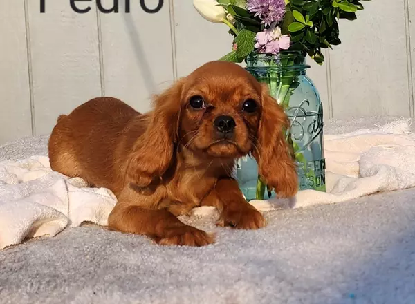 Cavalier King Charles Spaniel - Pedro