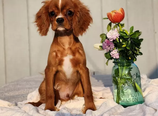 Cavalier King Charles Spaniel - Juan