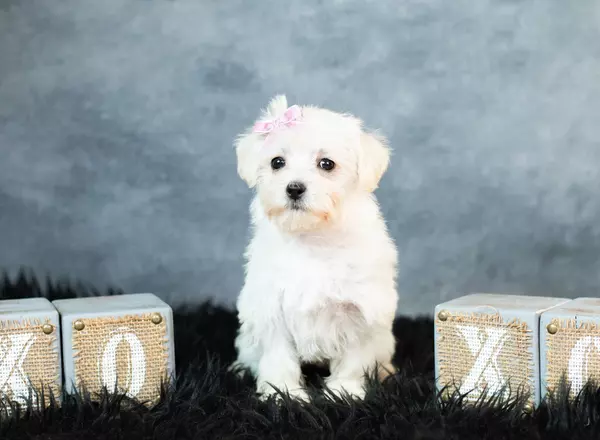 West Highland White Terrier - Violet