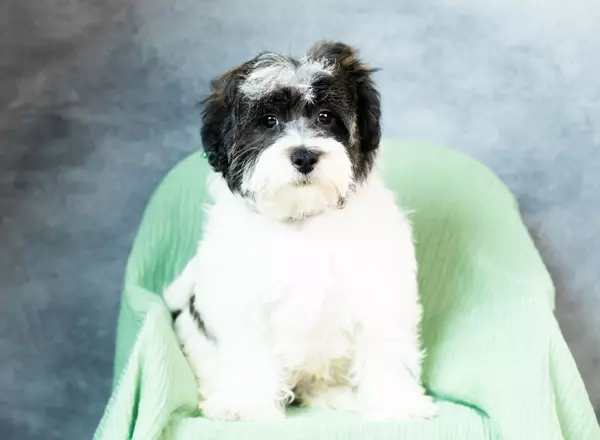 Cavapoo - Wiley