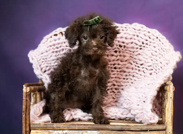 Toy Poodle - Catie