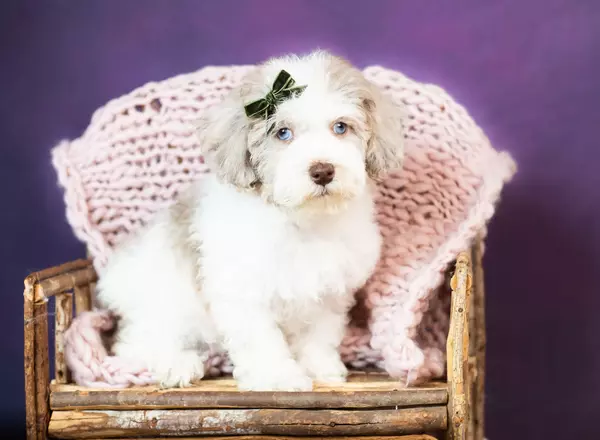 Toy Poodle - Cassidy