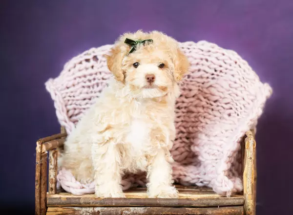 Toy Poodle - Camery