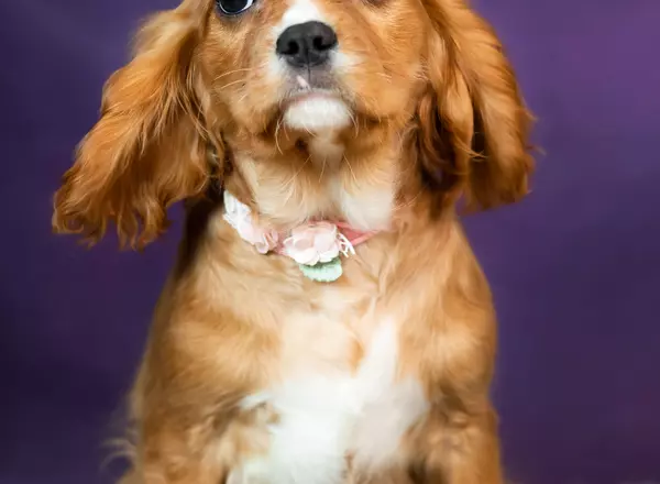 Cavalier King Charles Spaniel - Pretty