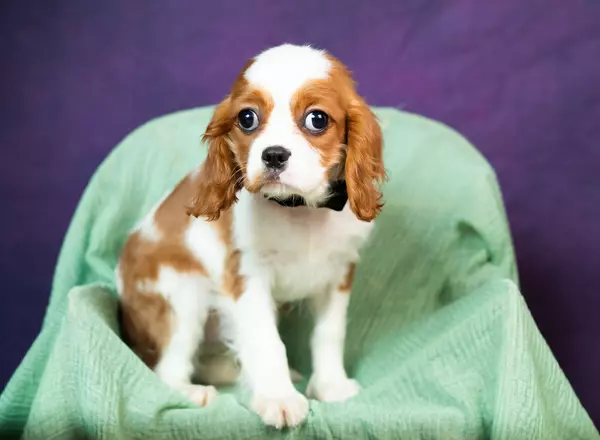 Cavalier King Charles Spaniel - Pablo