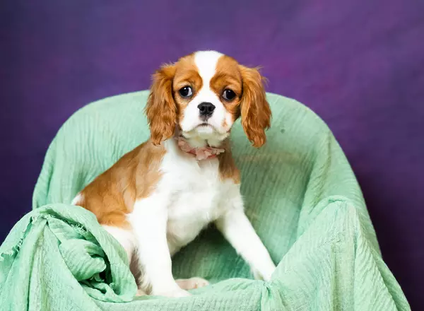 Cavalier King Charles Spaniel - Pansy
