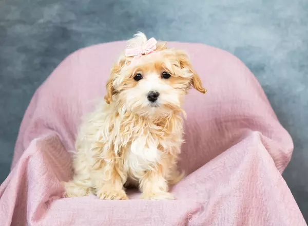 Maltipoo - Jackie