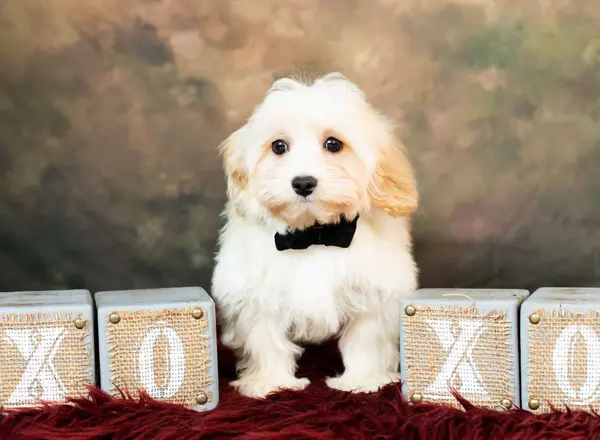 Maltipoo - Jitter