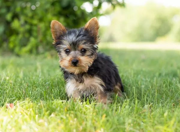 Yorkshire Terrier - Stella