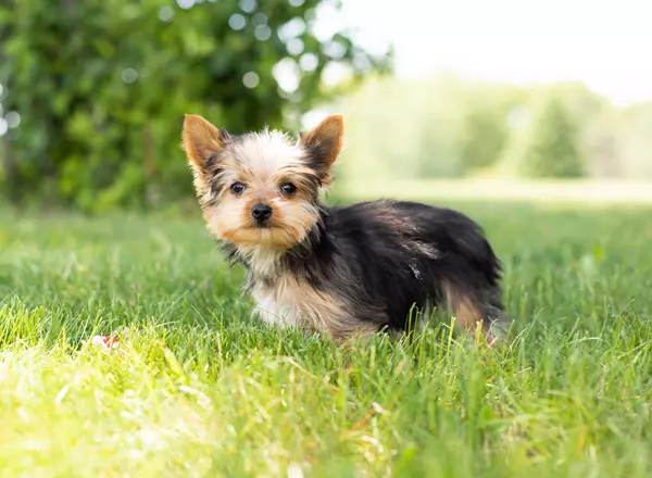 Yorkshire Terrier - Daisy