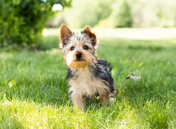 Yorkshire Terrier - Koda