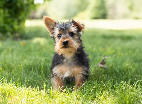 Yorkshire Terrier - Rocky