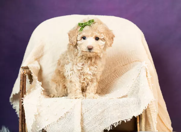 Mini Goldendoodle - Xenia