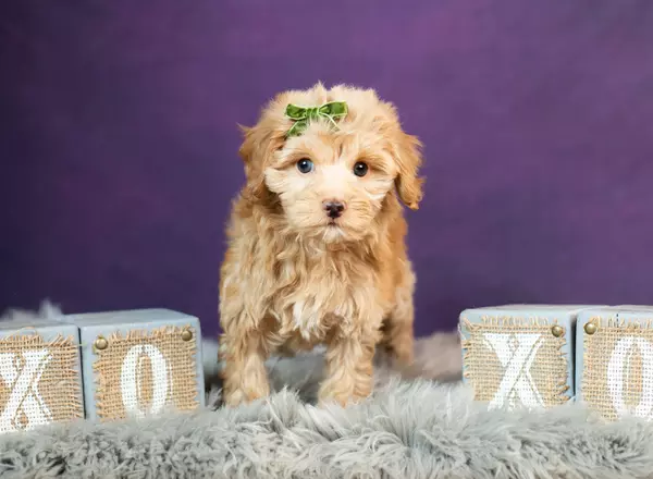 Mini Goldendoodle - Xara