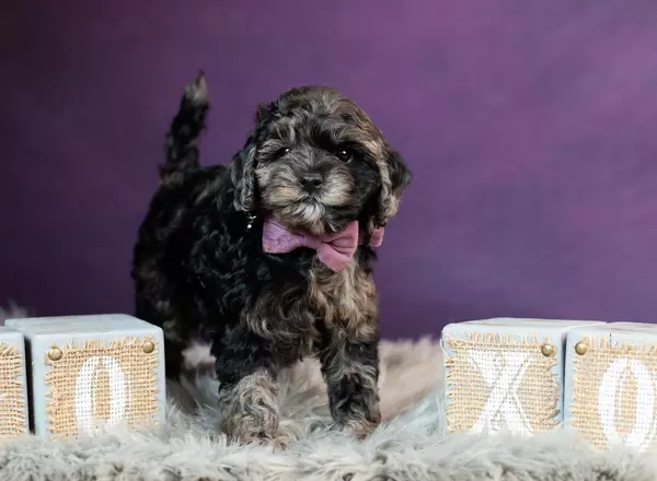 Mini Goldendoodle - Xander