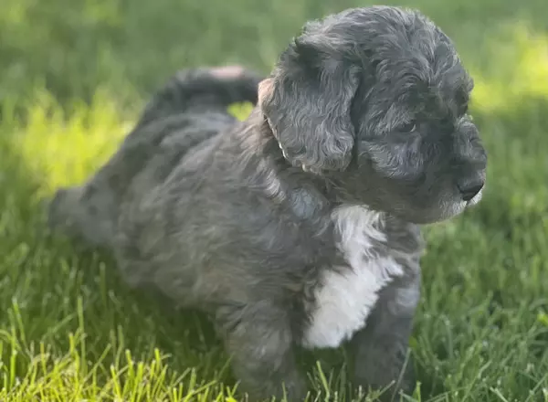 Mini Labradoodle - Abby