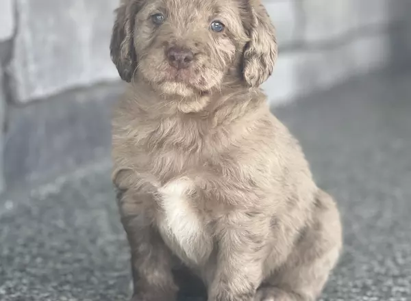 Mini Labradoodle - Aero