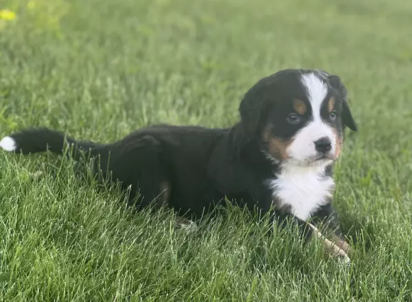 Bernese Mountain Dog - Raine