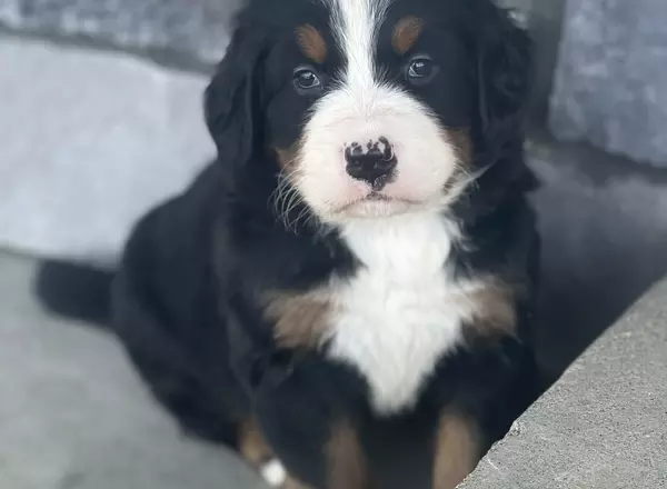 Bernese Mountain Dog - Nala