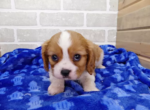 Cavalier King Charles Spaniel - JOHNNY