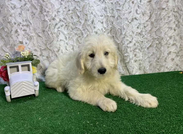 Mini Goldendoodle - Flower