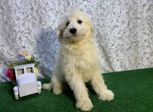 Mini Goldendoodle - Felicity