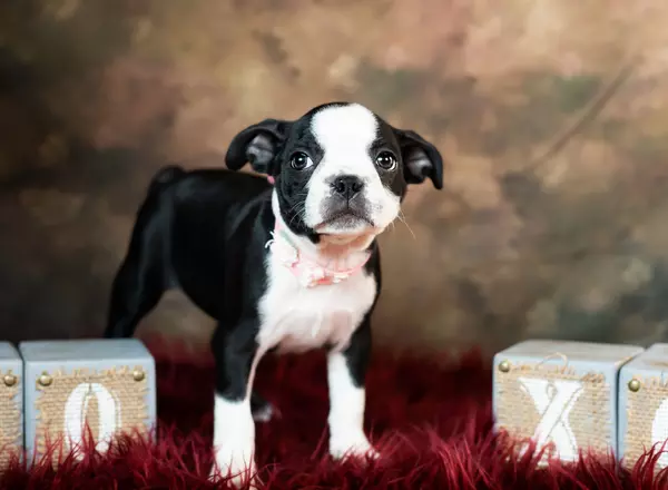 Boston Terrier - Piper
