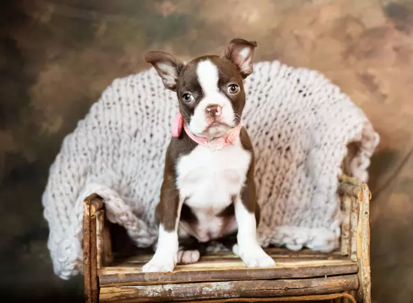 Boston Terrier - Pheobe