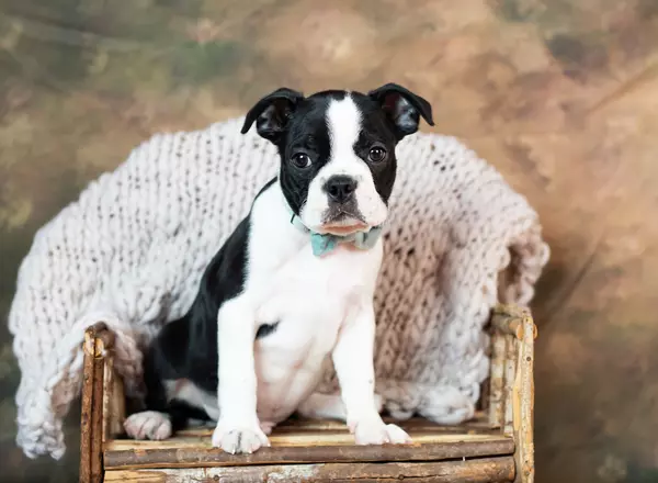 Boston Terrier - Peyton