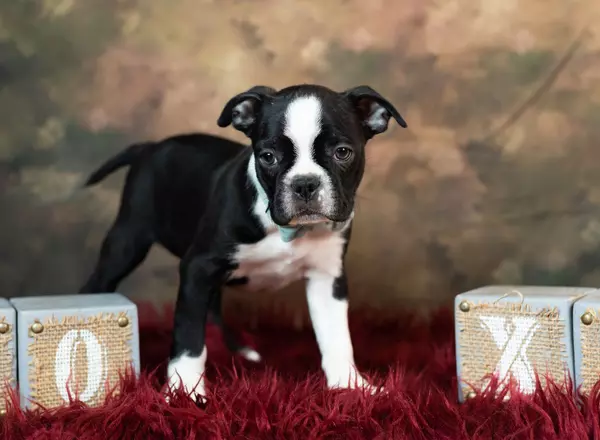 Boston Terrier - Parker