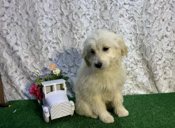 Mini Goldendoodle - Fary