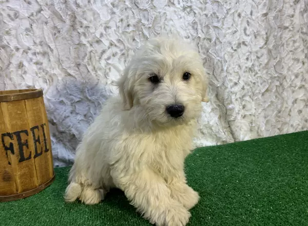 Mini Goldendoodle - Flash