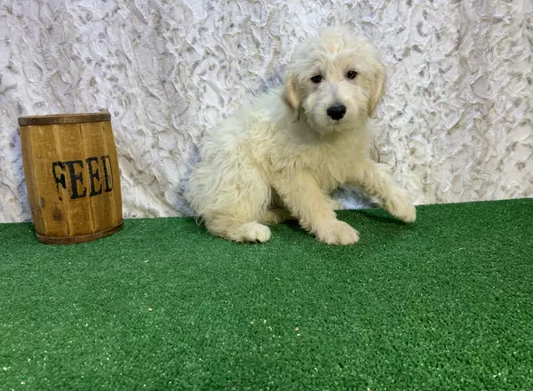 Mini Goldendoodle - Flurry