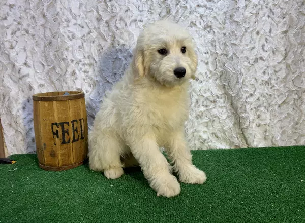 Mini Goldendoodle - Franco