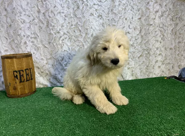 Mini Goldendoodle - Feddy