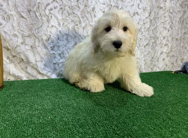 Mini Goldendoodle - Frosty