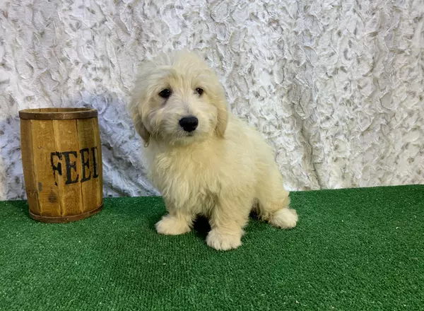Mini Goldendoodle - Funny