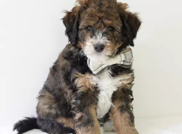 Mini Bernedoodle - Blaze