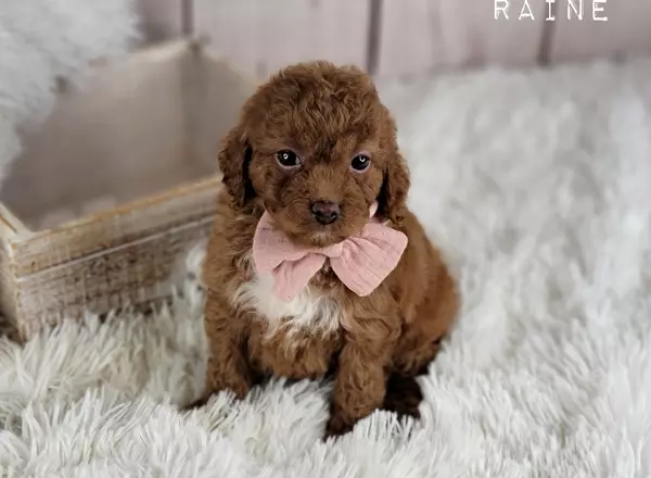 Cockapoo - RAINE