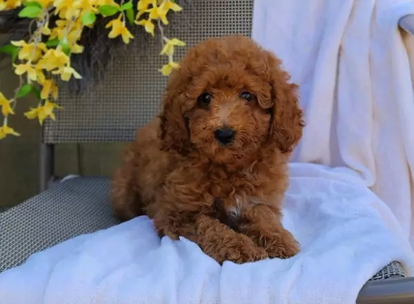 Miniature Poodle - Pat