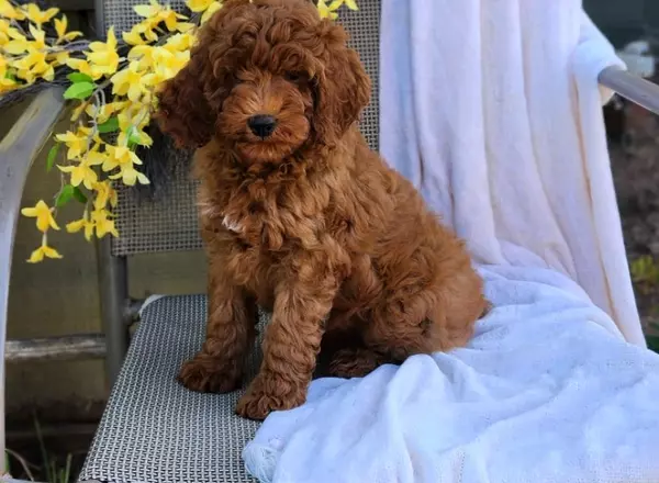 Miniature Poodle - Renae