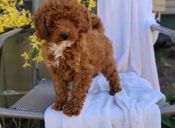 Miniature Poodle - Amber
