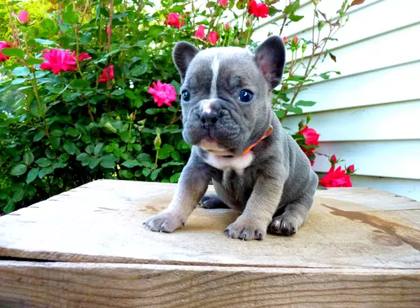 French Bulldog - cocoa