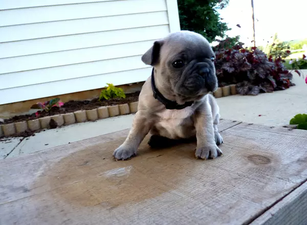 French Bulldog - abby