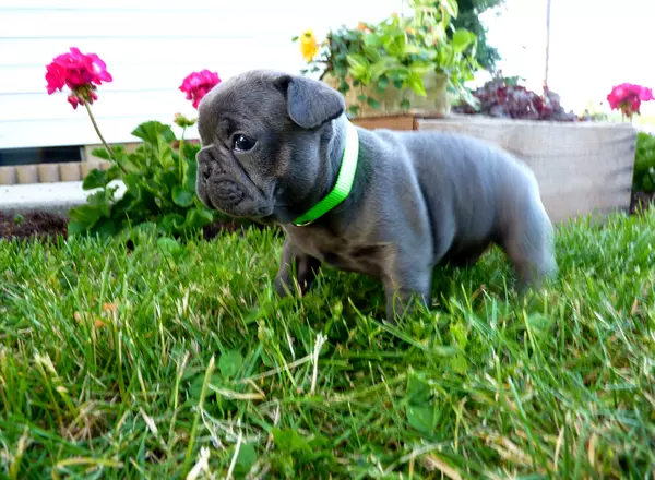 French Bulldog - Ricky