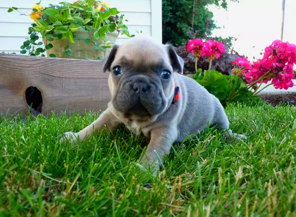 French Bulldog - Branson