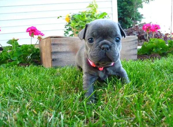 French Bulldog - Roza