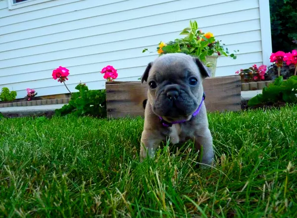 French Bulldog - Tora