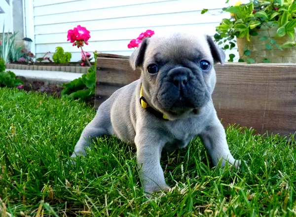 French Bulldog - Maddie